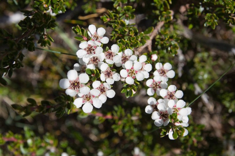 Tasmániai teafa, Leptospermum rupestre, fűszernövény, fűszer